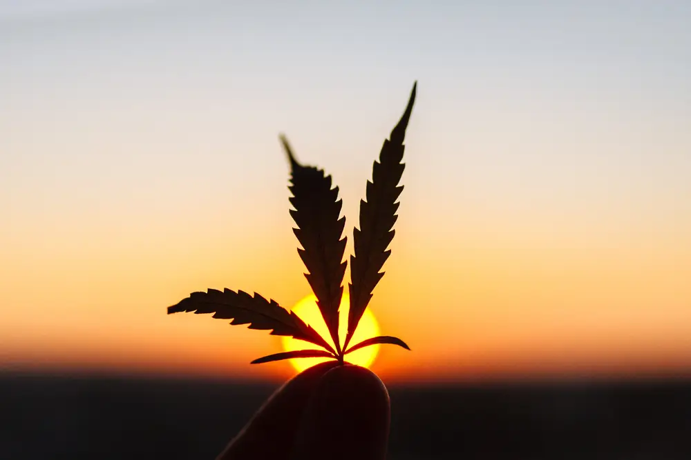 cannabis leaf and sunset